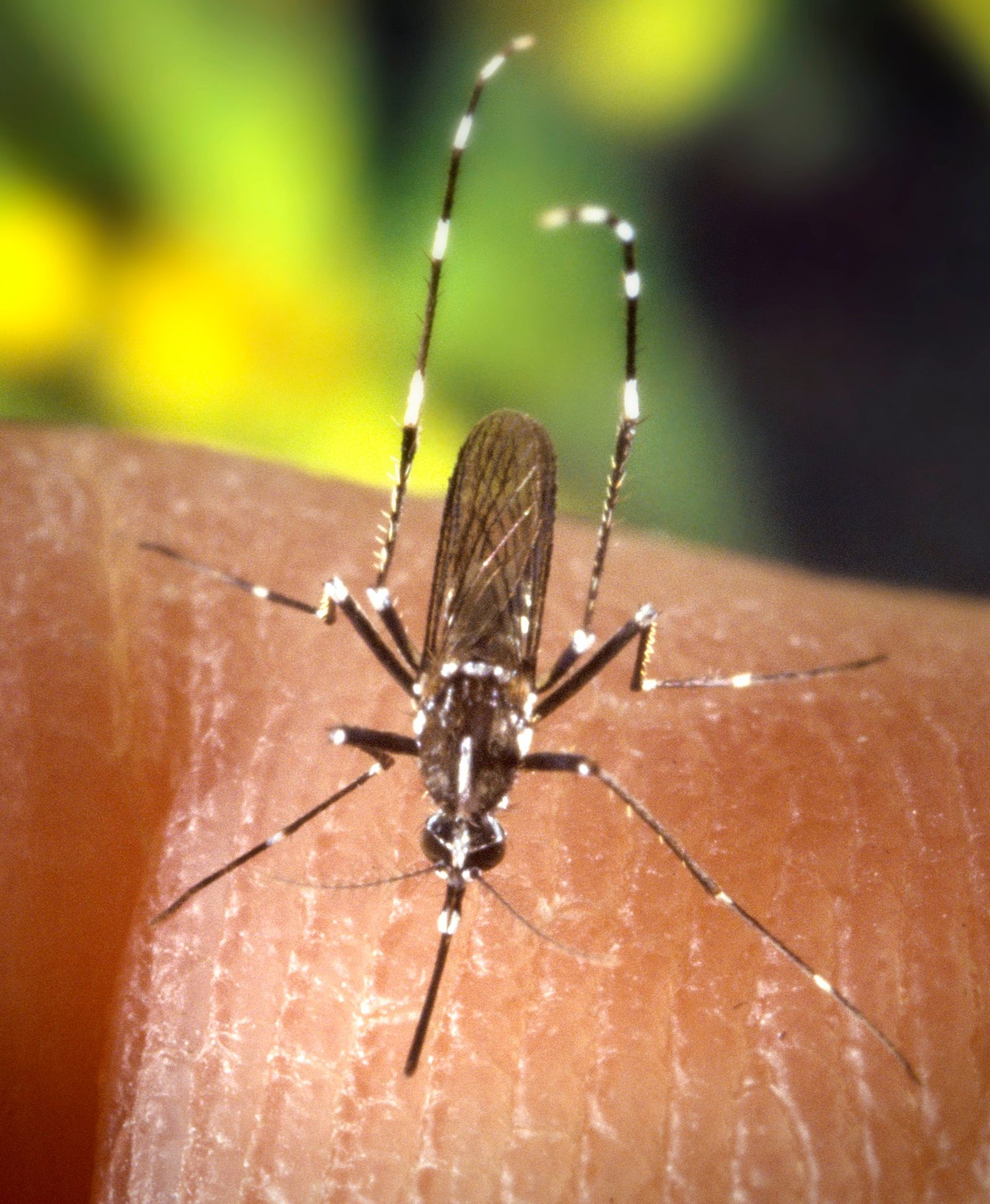 Moustique tigre Aedes albopictus reconnaissable a ses rayures blanches