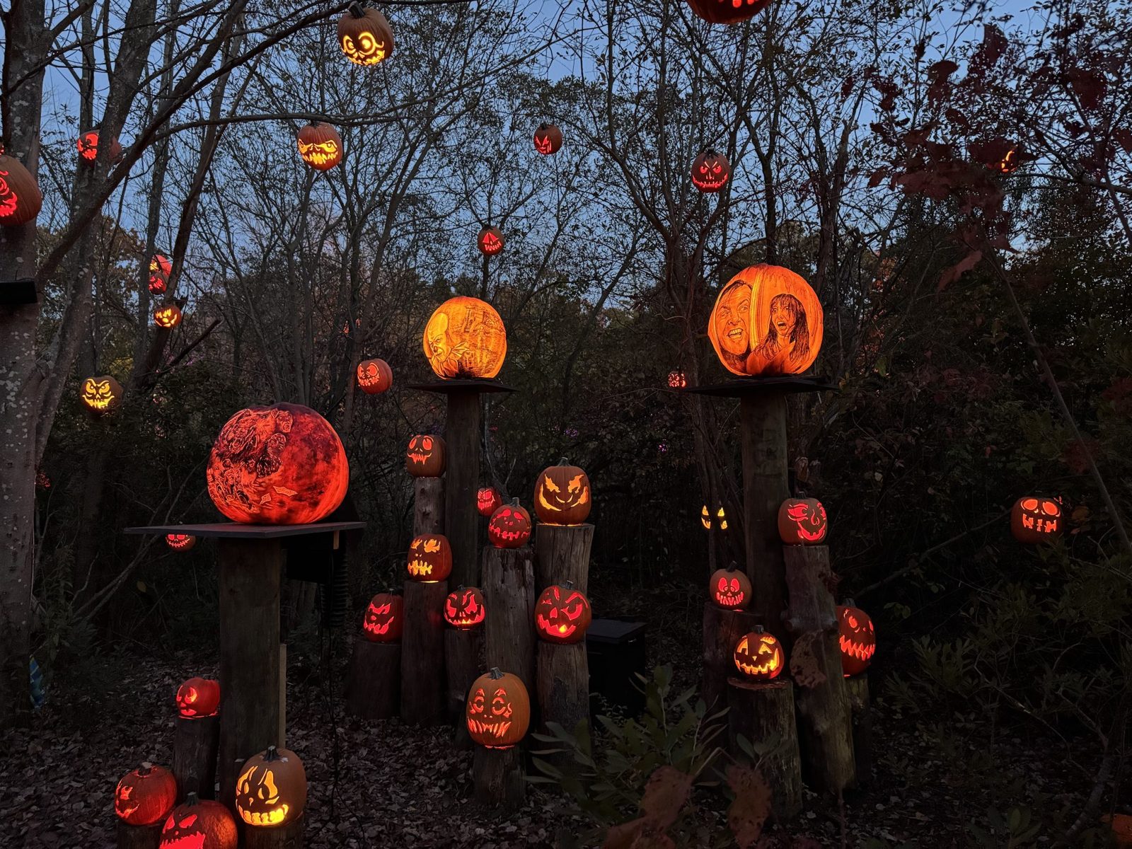 Décor d'Halloween en extérieur : des dizaines de citrouilles sculptées et illuminées disposées parmi les arbres à la tombée de la nuit.
