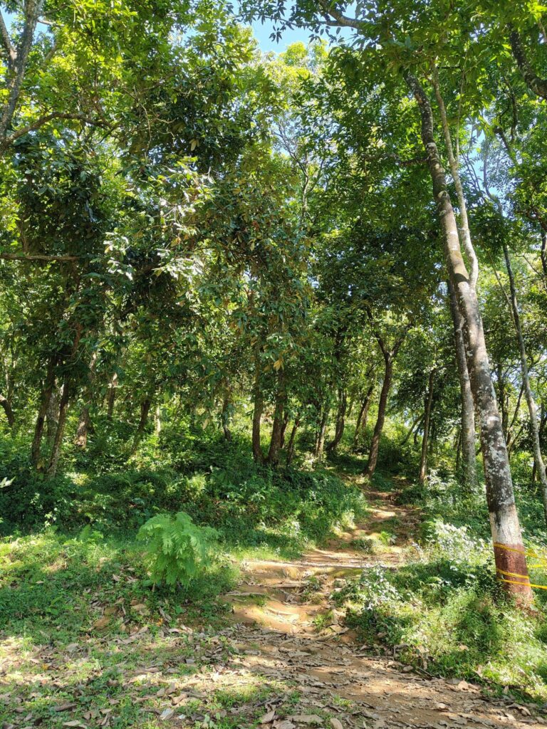 Sentier bordé d'arbres dans une forêt verdoyante traversée par un chemin de terre.