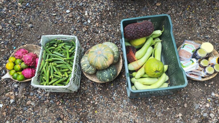 Paniers et cagettes de fruits et legumes varies poses au sol : agrumes, courges, gombos.