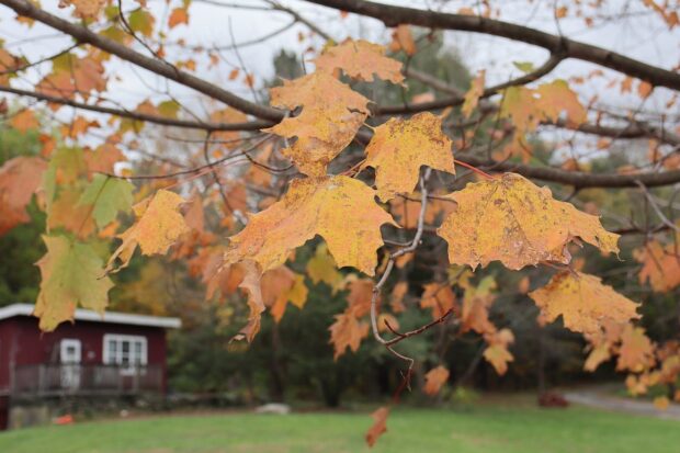 Feuilles d'érable rousses et orangées en automne, photographiées en gros plan.
