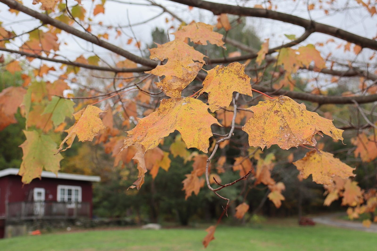 Feuilles d'érable rousses et orangées en automne, photographiées en gros plan.