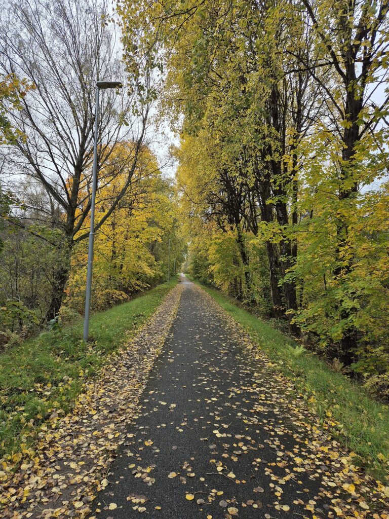 Chemin bordé d'arbres aux feuilles jaunes d'automne, recouvert de feuilles mortes, idéal pour une balade en famille.