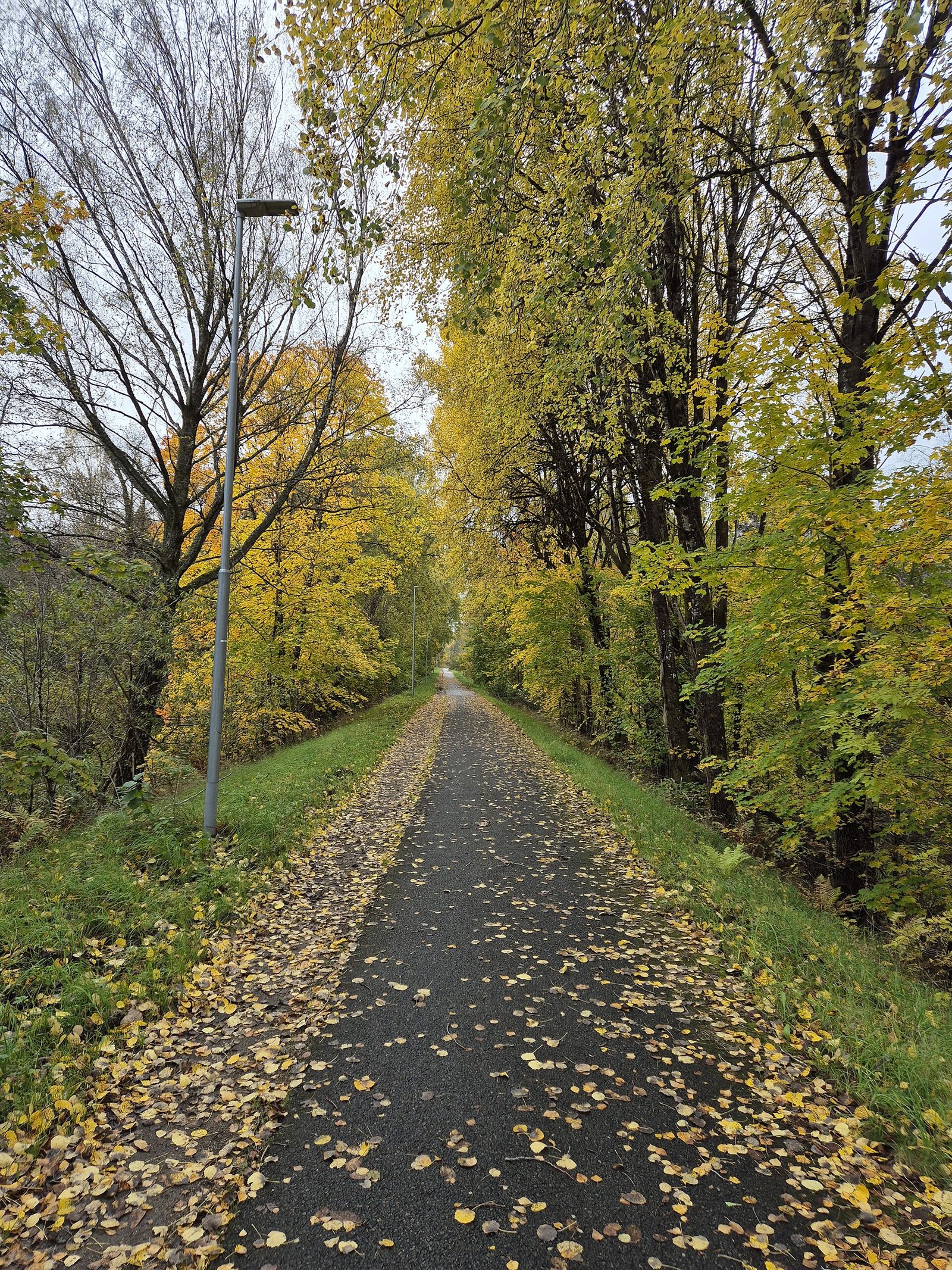 Chemin bordé d'arbres aux feuilles jaunes d'automne, recouvert de feuilles mortes, idéal pour une balade en famille.