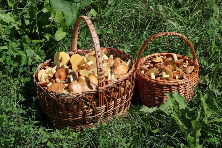 Deux paniers en osier remplis de champignons sauvages fraichement cueillis, poses dans l'herbe.