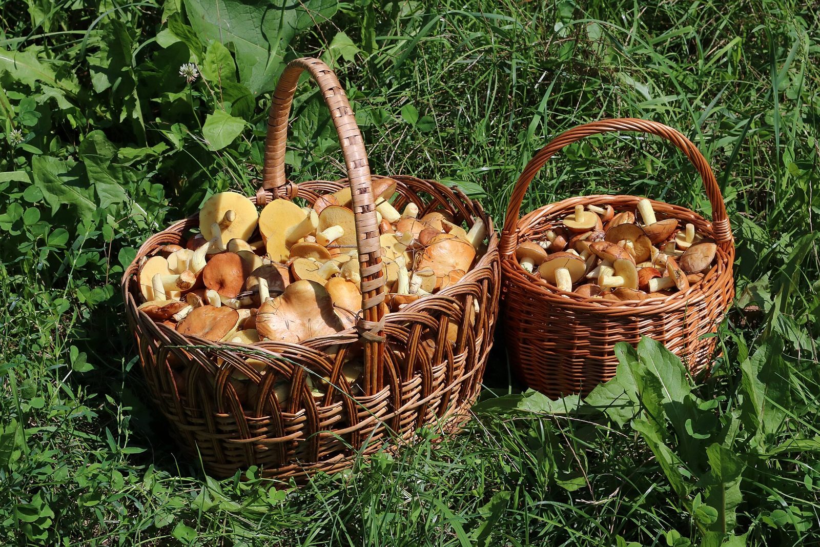 Deux paniers en osier remplis de champignons sauvages fraichement cueillis, poses dans l'herbe.