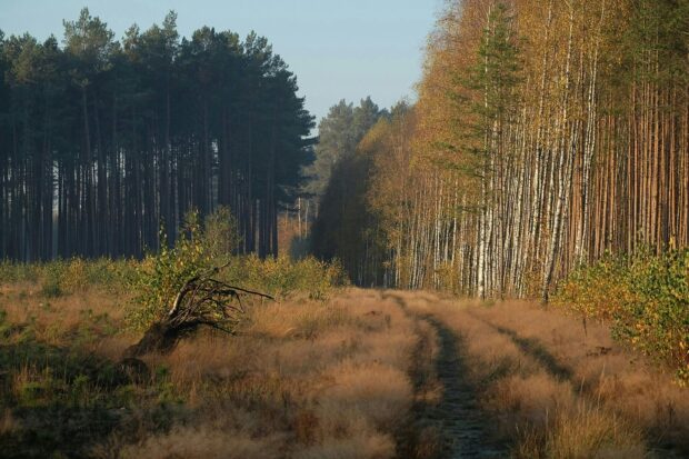 Chemin bordé de bouleaux dans une forêt aux couleurs d'automne.