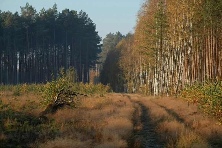 Chemin bordé de bouleaux dans une forêt aux couleurs d'automne.
